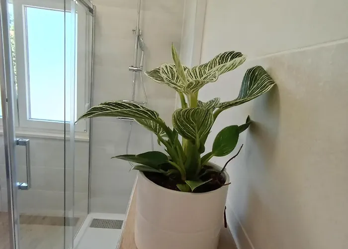 Novi Prostrani U Strogom Centru Pule * Pula